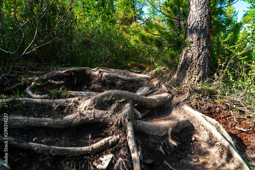 Large, thick, branchy tree roots in the national park.