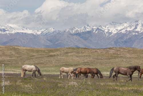 Wild Horses in the Utah Desert in Spring © natureguy