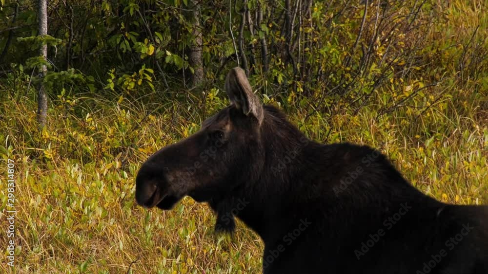 Head shot of a female cow moose staring off Head shot of a female cow moose staring off