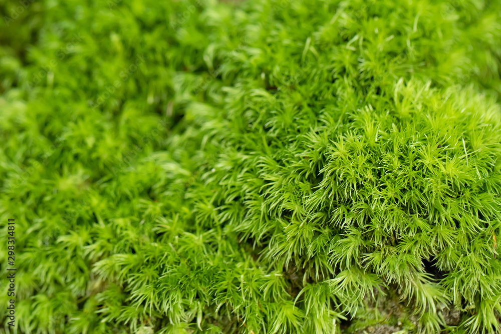 Beautiful Bright Green moss grown up cover the rough stones and on the floor in the forest. Show with macro view. Rocks full of the moss texture in nature for wallpaper. Beautiful Bright Green moss grown up cover the rough stones and on the floor in the forest. Show with macro view. Rocks full of the moss texture in nature for wallpaper.