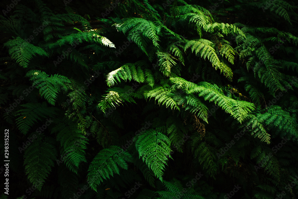 Fern leaves on a dark background in the forest. Madeira. Dark forest with ferns. Beautiful green background.