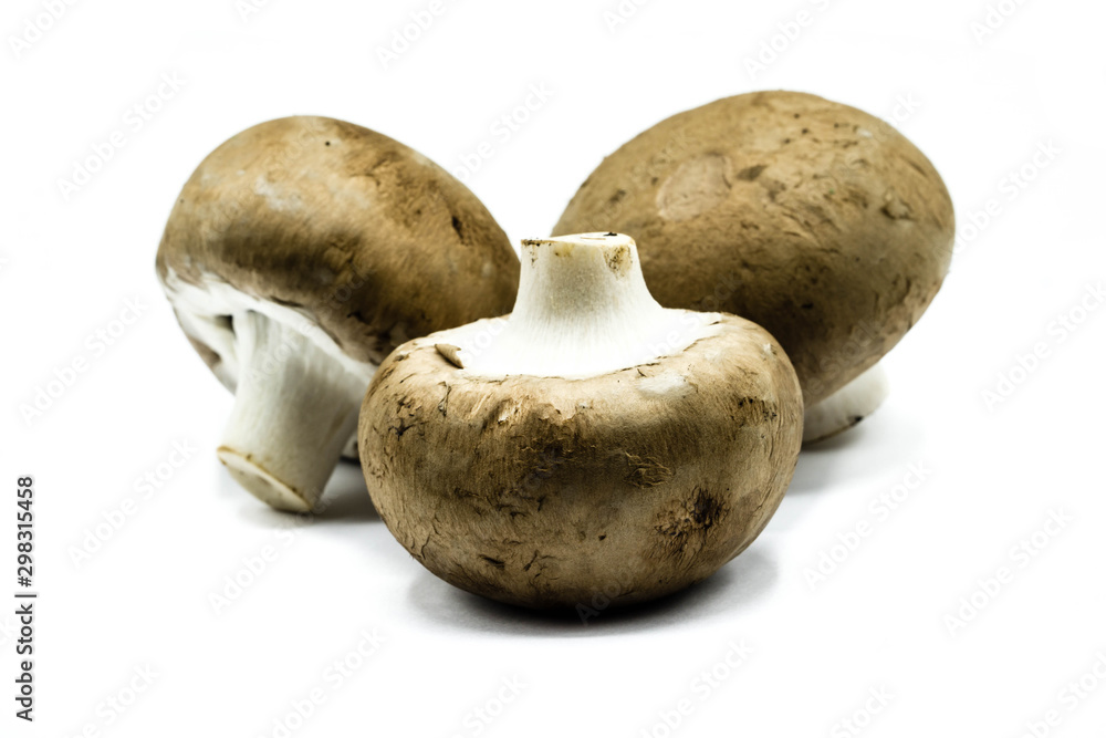 fresh mushrooms isolated on white background fresh mushrooms isolated on white background