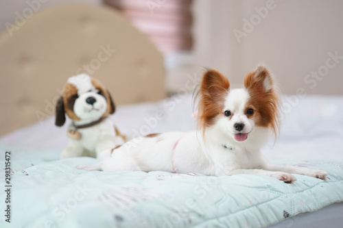 Dog on bed. A portrait shot of a cute dog pure breed of Continental Toy Spaniel Papillon is lying in the bed with dog plush doll.