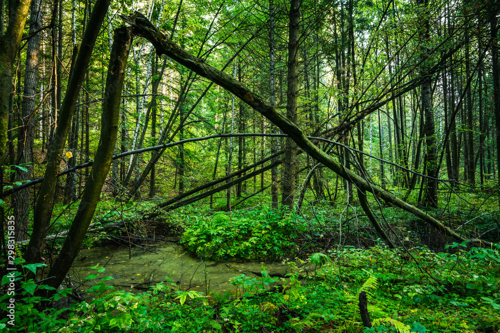 Small river in the dark emerald forest Small river in the dark emerald forest