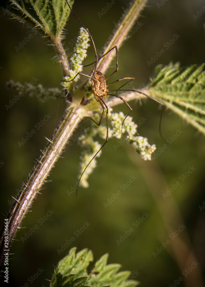 Opillion climbing a plant Opillion climbing a plant