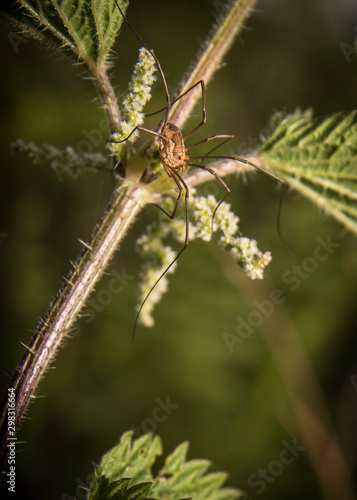 Opillion climbing a plant