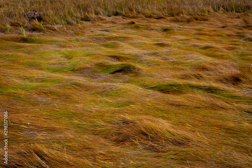 Lower Salt Marsh Grass