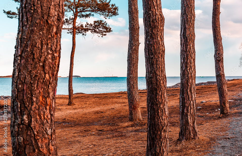 Wide shot of the Atlantic Ocean through a row of trees in Point Pleasant Park in Halifax, Nova Scotia
