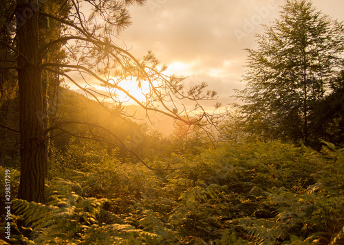 sunset in the forest in the basque country