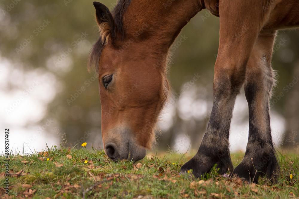 Horses eating grass in basque country, Spain Horses eating grass in basque country, Spain