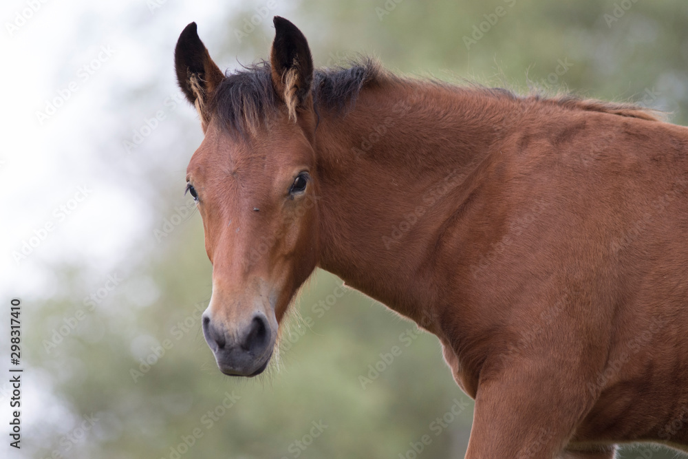 Obraz premium Horses in basque country, Spain