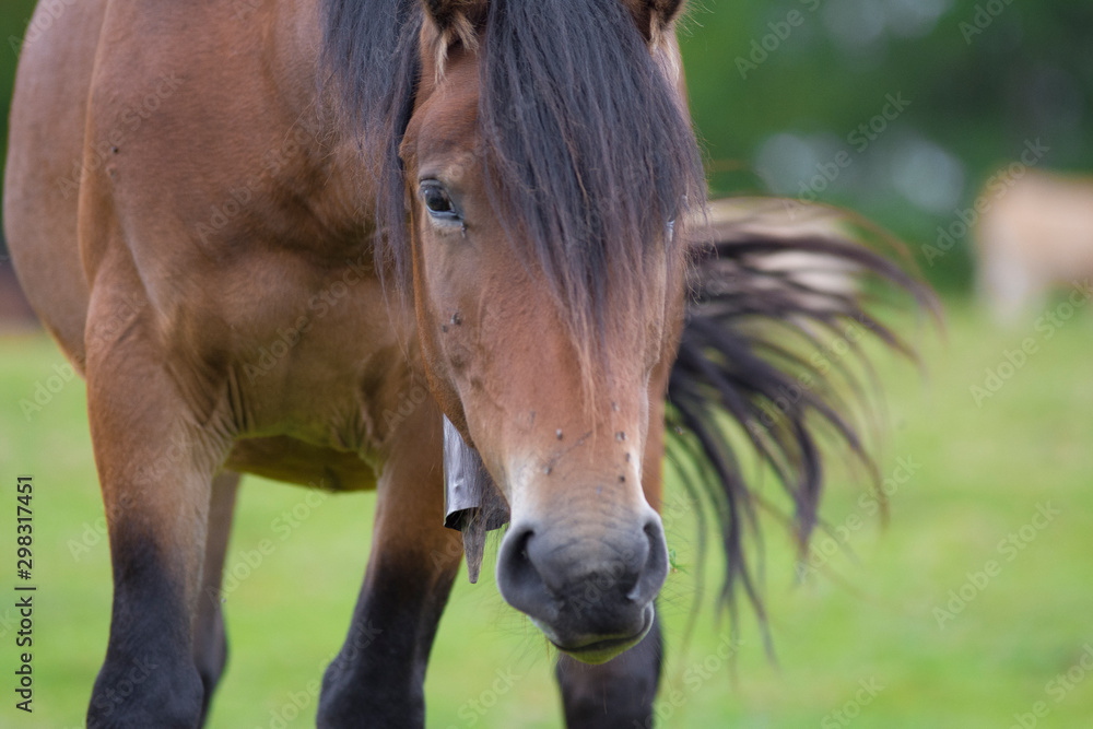 Fototapeta premium Horses in basque country, Spain