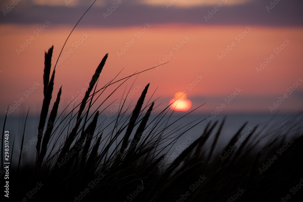 seaside grass in the sunset light