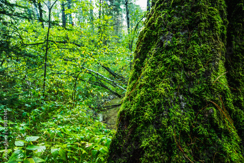 Beautiful summer forest with different trees