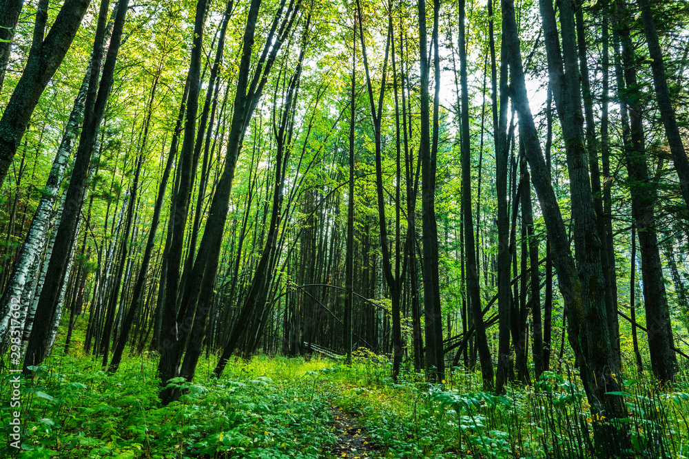 Beautiful summer forest with different trees Beautiful summer forest with different trees