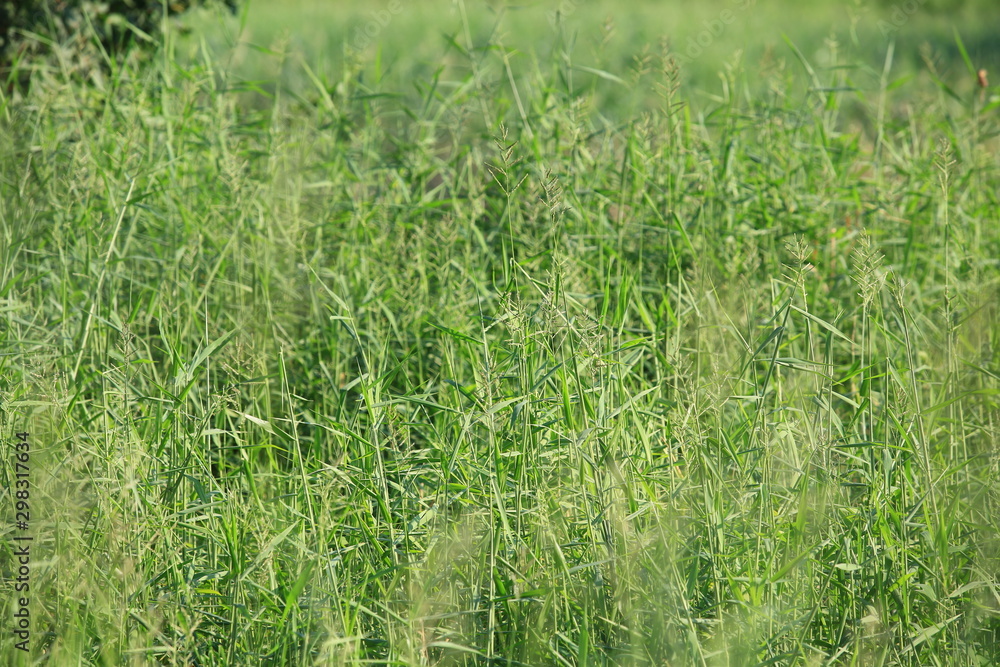 grassland grassland