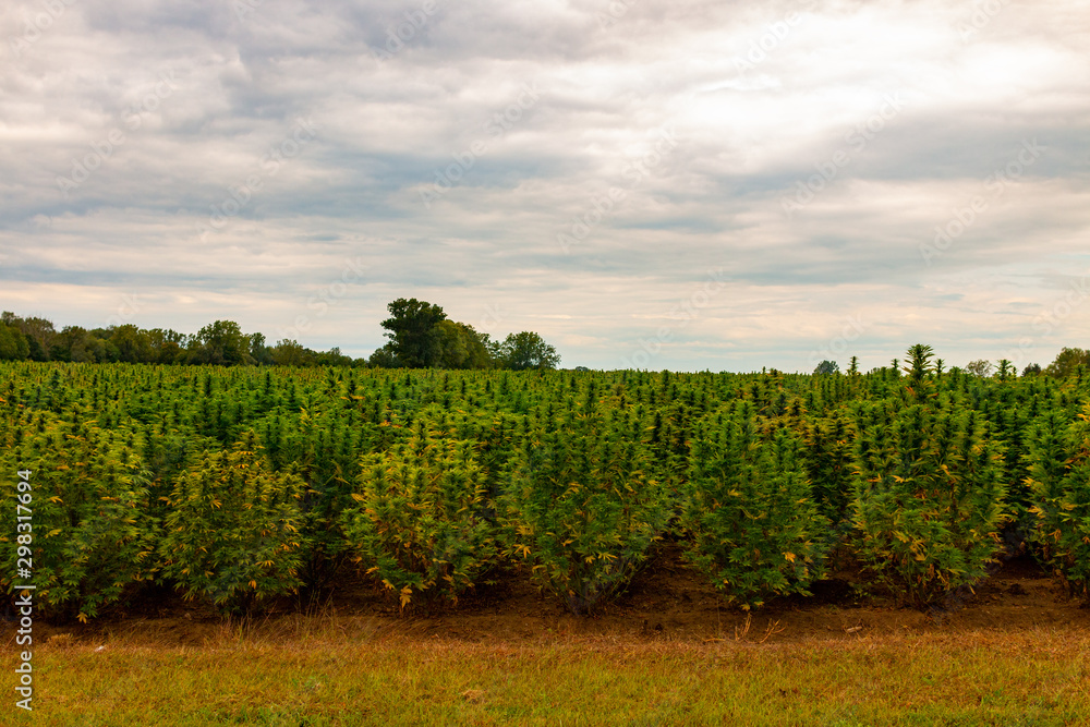 Obraz premium Hemp Field. Colorful SunsetSky and Landscape with Grass - Marijuana Plants.