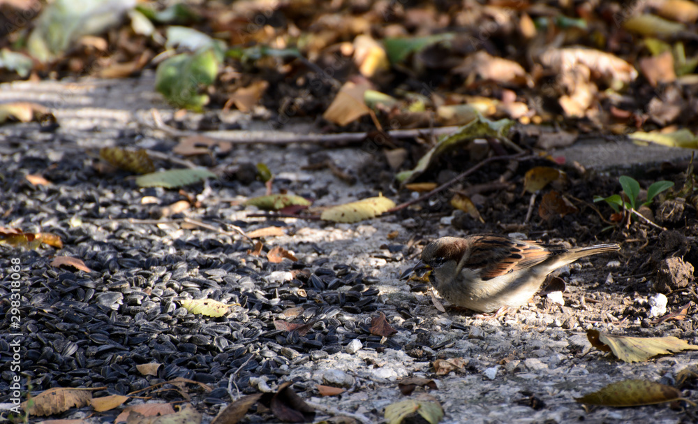 a sparrow holds a sunflower seed in its beak. In a heap of autumn leaves. a sparrow holds a sunflower seed in its beak. In a heap of autumn leaves.