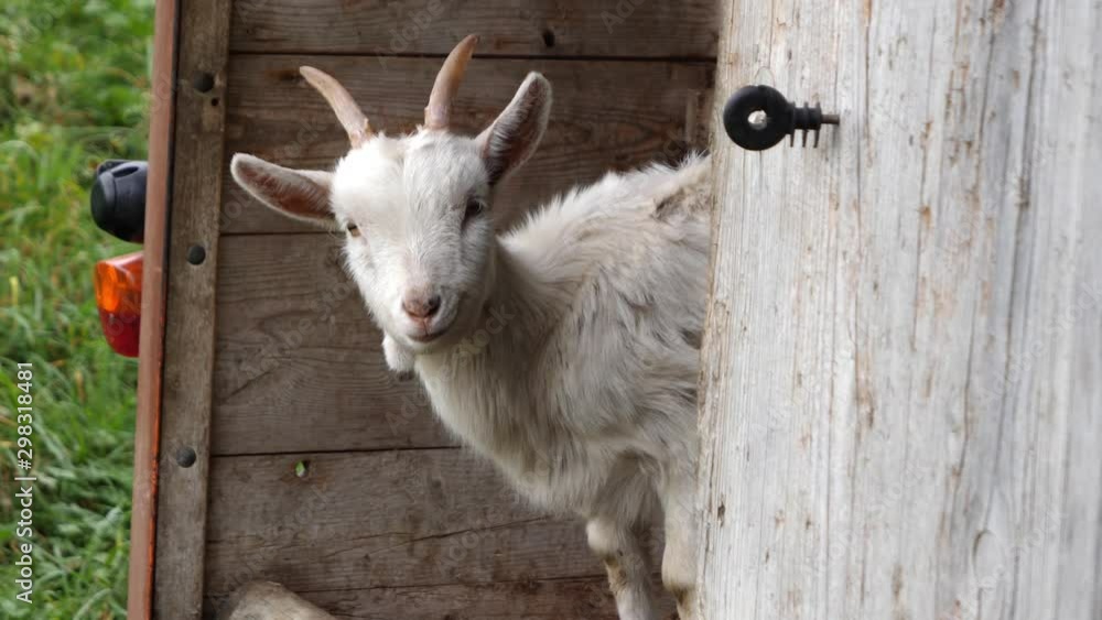 Little white goat looks contentedly out of a transport trailer Little white goat looks contentedly out of a transport trailer