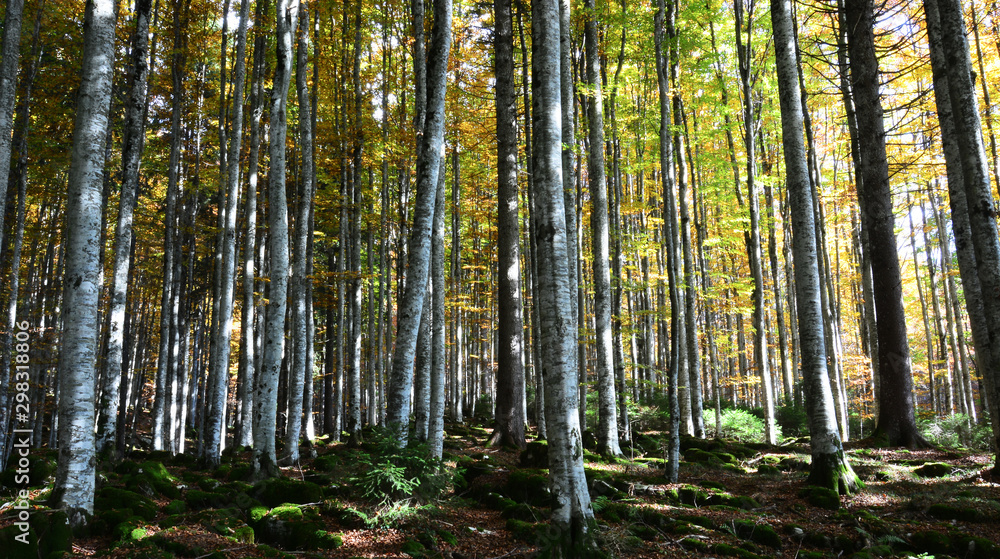 Fototapeta premium the forest with the colors of autumn