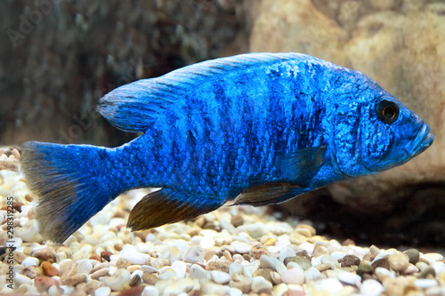 Aquarium fish pseudotropheus zebra. photo