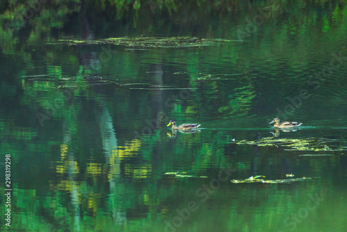 Ducks on the lake in misty morning. Selective focus.