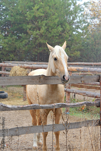 Canvas Print beautiful blonde horse at morning workout