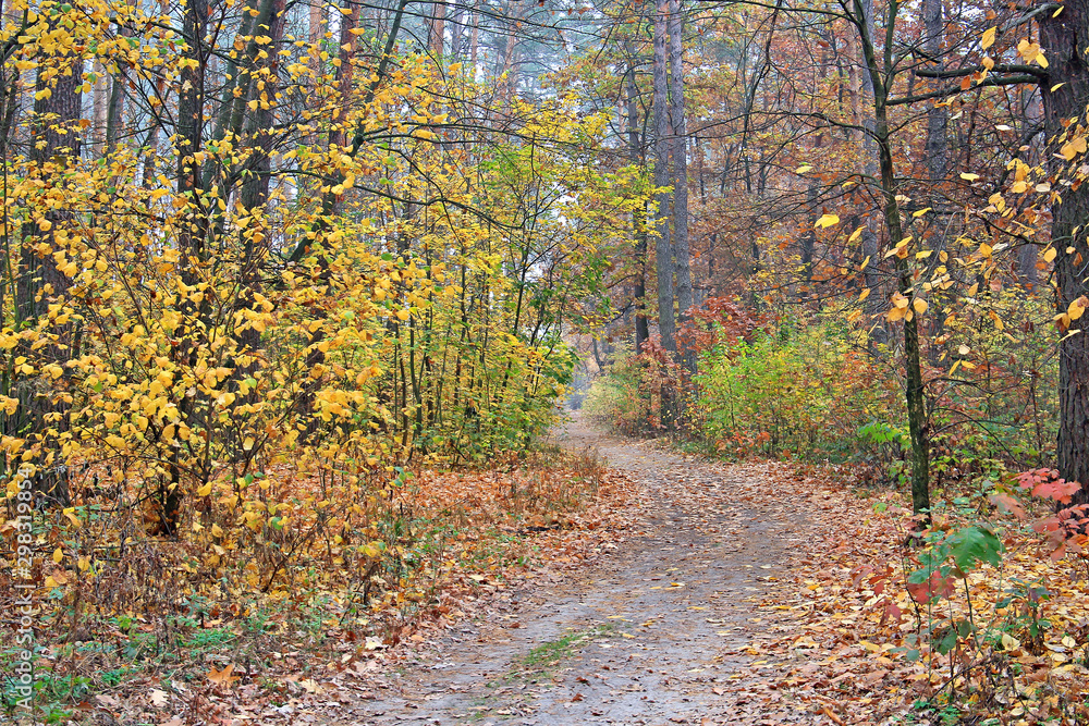 Obraz premium forest road in autumn foggy morning