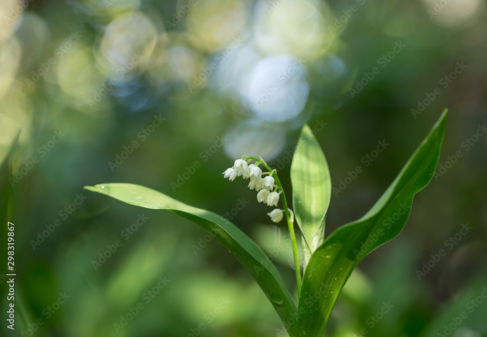 Lily of the valley (Convallaria majalis) flowers with water drops on green background. Lily of the valley (Convallaria majalis) close-up, blurred background, beautiful bokeh. Lily of the valley (Convallaria majalis) flowers with water drops on green background. Lily of the valley (Convallaria majalis) close-up, blurred background, beautiful bokeh.