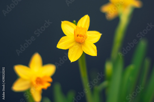 Yellow stylish spring daffodil flowers on black background.
