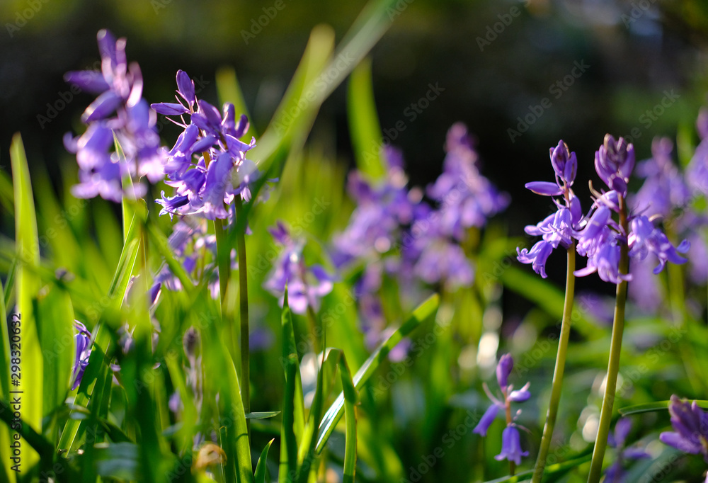 Wild bluebells seen growing at the base of a large plumb tree in a forest Wild bluebells seen growing at the base of a large plumb tree in a forest