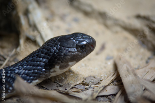  snake close up