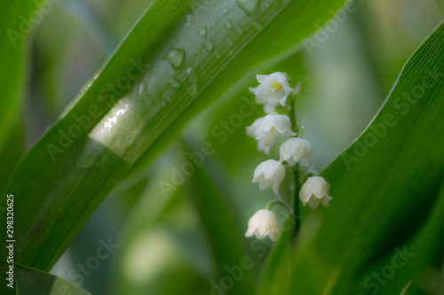 Lily of the valley (Convallaria majalis) flowers with water drops on green background. Lily of the valley (Convallaria majalis) close-up, blurred background, beautiful bokeh.