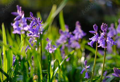 Wild bluebells seen growing at the base of a large plumb tree in a forest