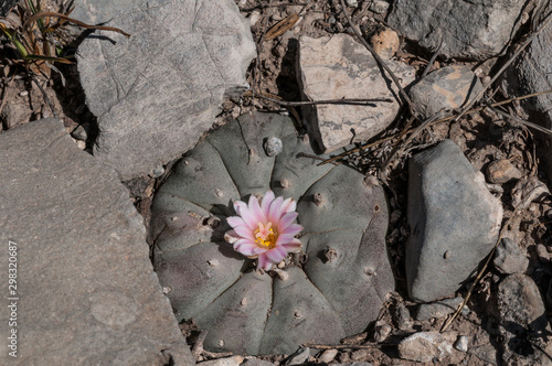 Fotografija Lophophora mit Blüte