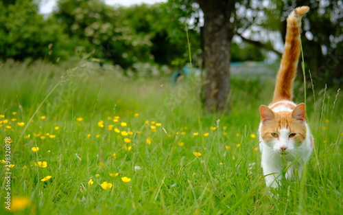 Solitary cat seen sitting in a meadow of buttercups at a farm in mid summer.
