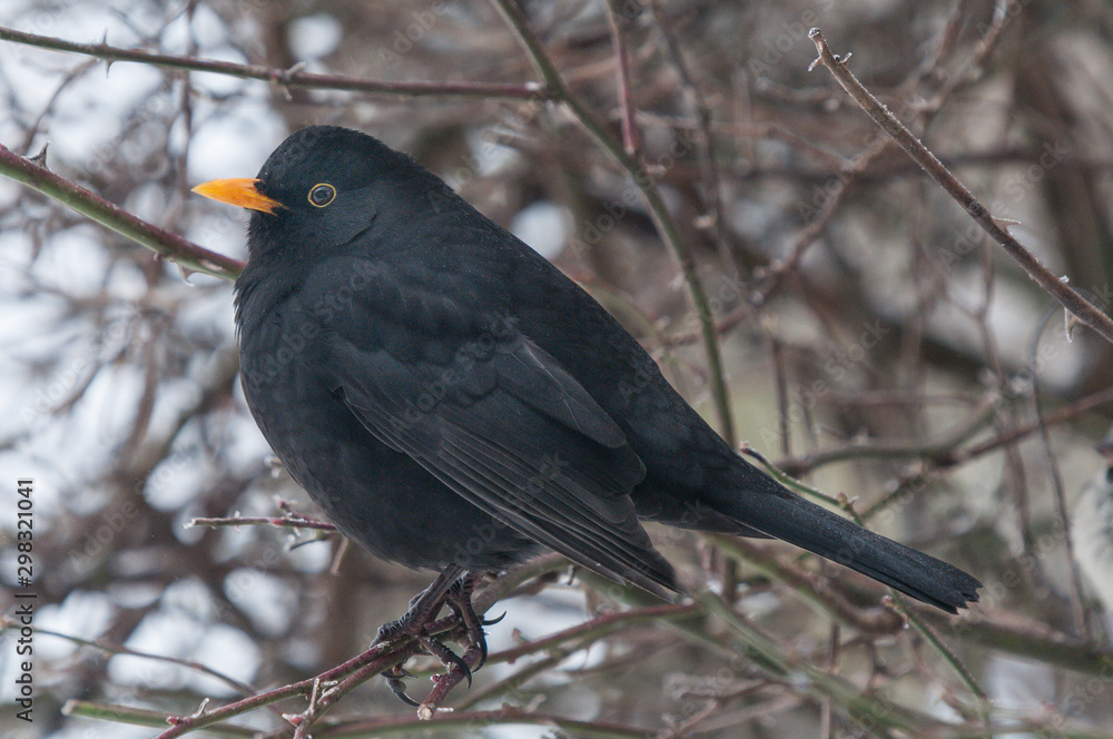 Amsel Amsel