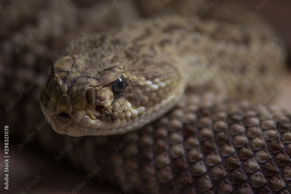 rattle snake close up rattle snake close up
