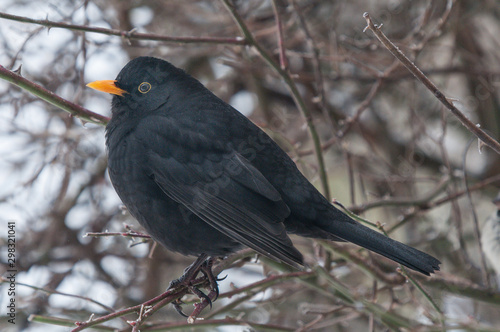 Amsel