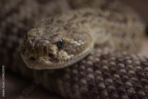 rattle snake close up
