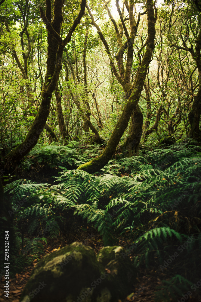 Beautiful forest in Madeira. The Laurissilva of Madeira Island. Laurel trees. Beautiful forest in Madeira. The Laurissilva of Madeira Island. Laurel trees.