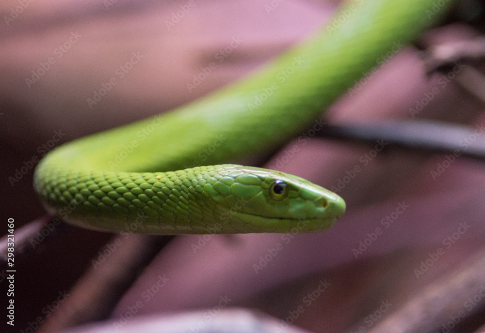 green mamba