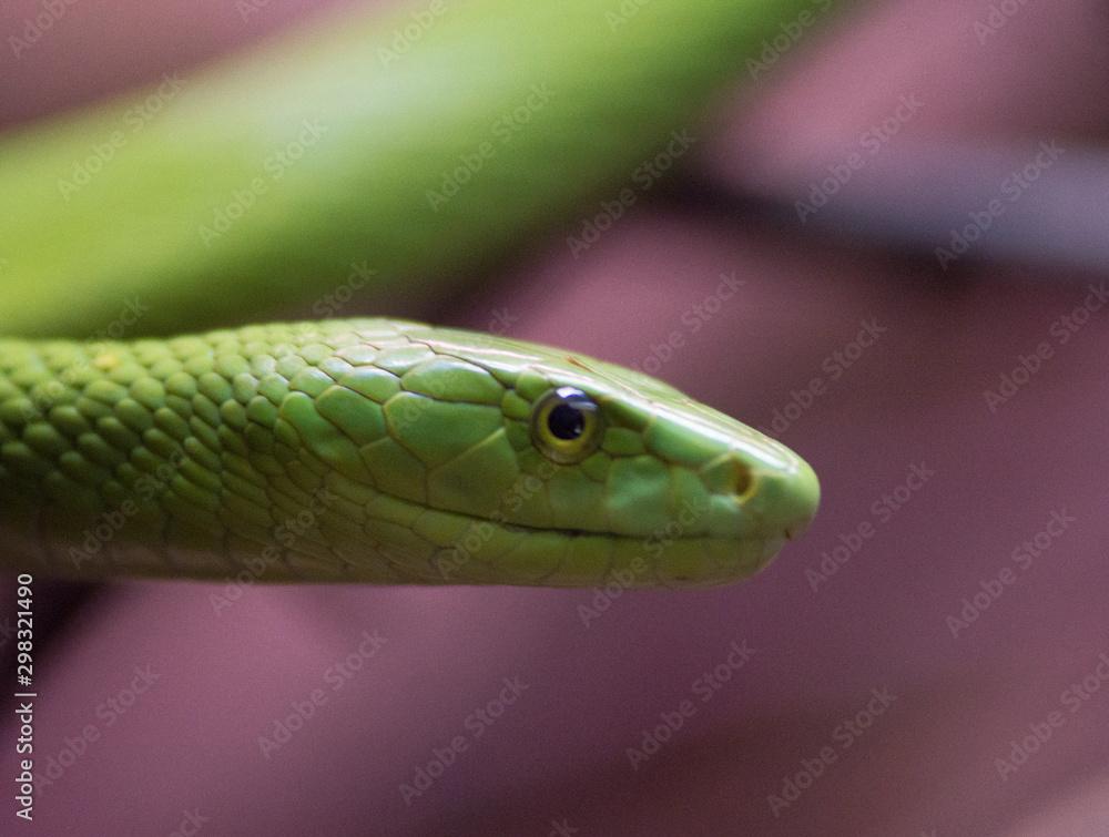 green mamba green mamba