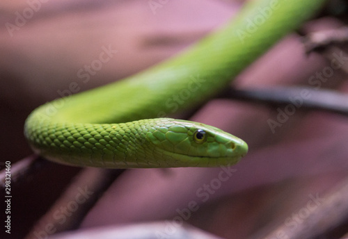 green mamba