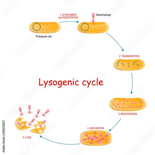Lytic cycle with bacteria and bacteriophage
