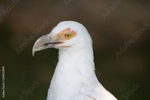 bird in Pairi Daiza  Belgium