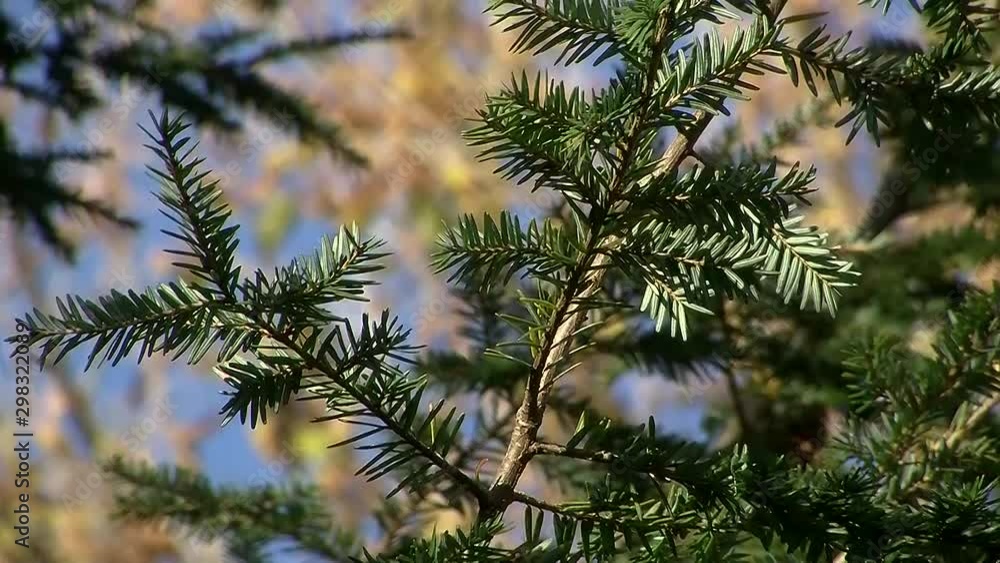 Ein Ast einer Hemlocktanne in Großaufnahme schaukelt im Wind Ein Ast einer Hemlocktanne in Großaufnahme schaukelt im Wind