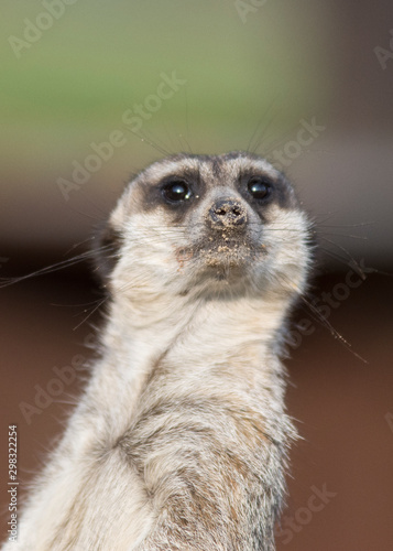 Suricata close up in Cabarceno natural park