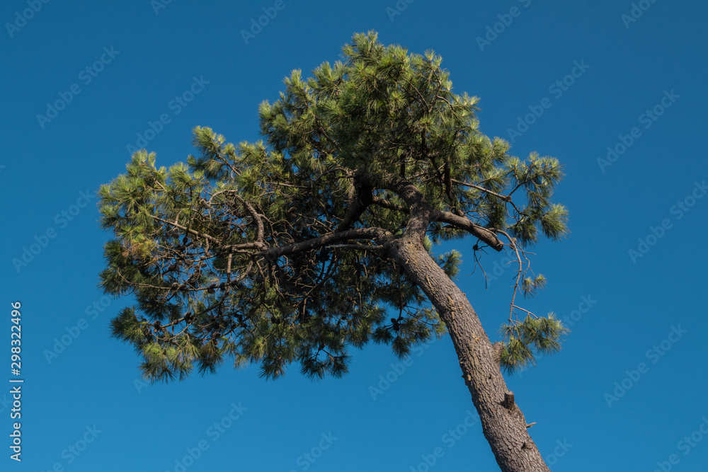 Arbol verde y marrón con cielo azulado de fondo. Arbol verde y marrón con cielo azulado de fondo.