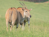 antelopes eating grass